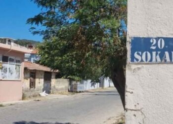 Bir sokağı pire ve keneler sardı
