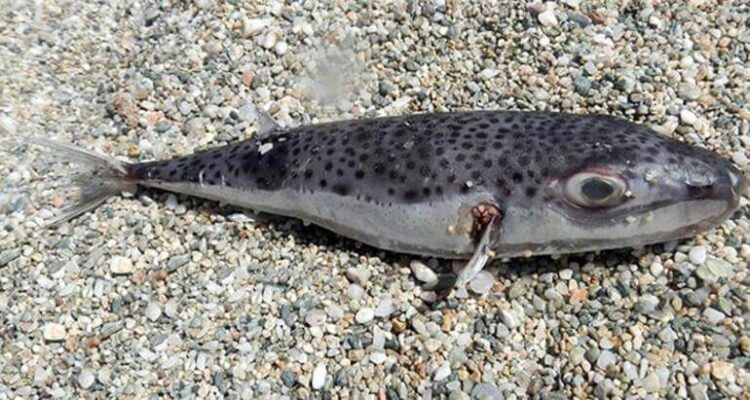 Balon balığı avcılığına destek ödemeleri artırıldı