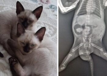 Dünyada bilinen ikinci vaka: Veterinerler bile şaşırdı