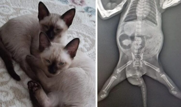 Dünyada bilinen ikinci vaka: Veterinerler bile şaşırdı