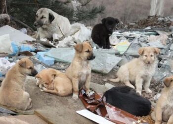 Türkiye’yi ayağa kaldıran siteye, mahkemeden ‘erişim engeli’ kararı