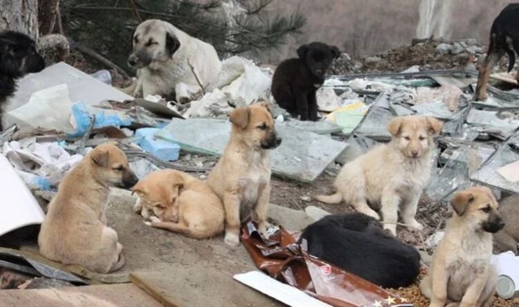 Türkiye’yi ayağa kaldıran siteye, mahkemeden ‘erişim engeli’ kararı
