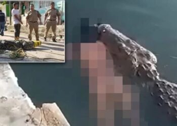 Dev timsah öldürdüğü adamın cesedini taşıdı