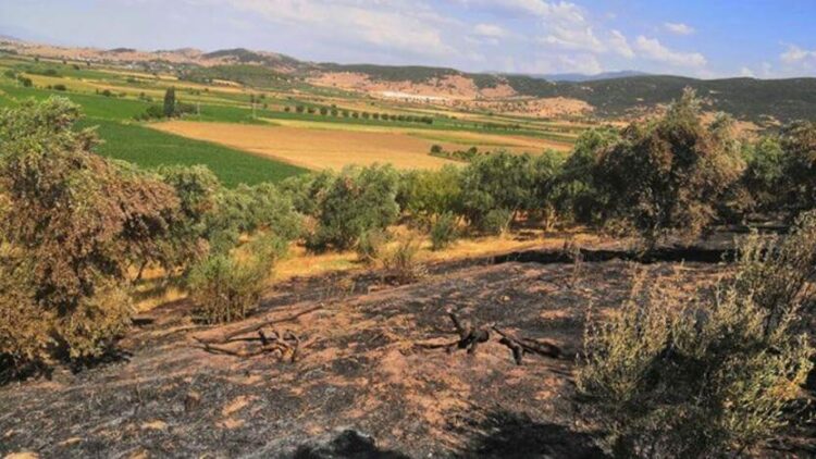Nesin Vakfı’nın zeytinliğini kundaklayanlar serbest bırakılmış