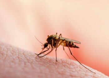 Sivrisineklerin insanları nasıl seçtiği ortaya çıktı