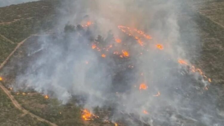 İzmir’de orman yangını
