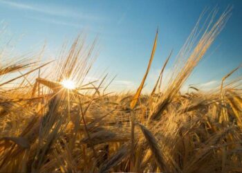 Tarımda alarm: 11 yılda yarıya indi…