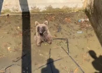 Sulama kanalına düşen ayı 5 saatte kurtarıldı