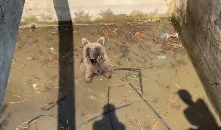 Sulama kanalına düşen ayı 5 saatte kurtarıldı