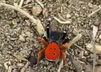 Bu ‘uğur böceği’ o kadar da masum değil