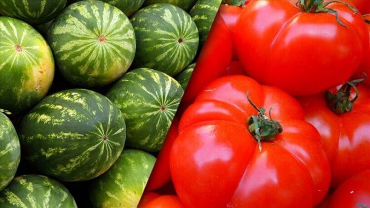TÜİK’ten Domates, karpuz ve kuru soğan üretimi açıklaması: ‘Azalacak’