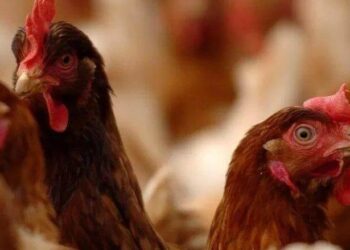 İngiltere ve Avrupa’da ‘kuş gribi’ alarmı