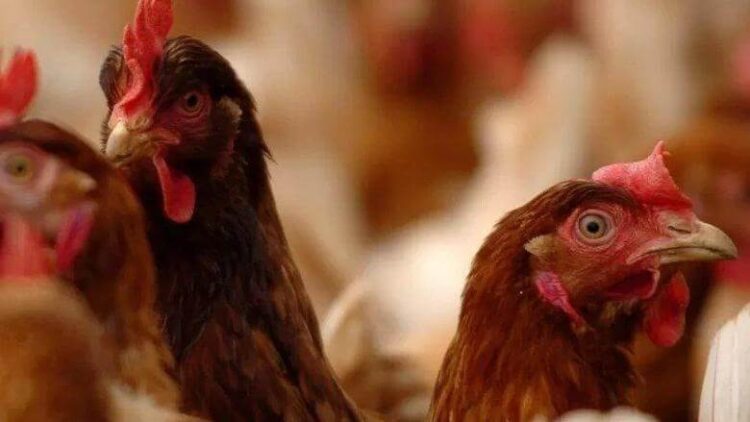 İngiltere ve Avrupa’da ‘kuş gribi’ alarmı