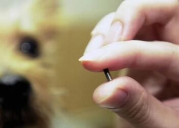 Evcil hayvanı olanlar dikkat! İşte çip için son tarih…