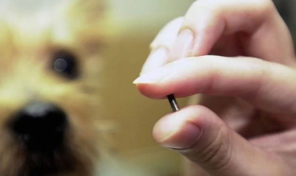 Evcil hayvanı olanlar dikkat! İşte çip için son tarih…