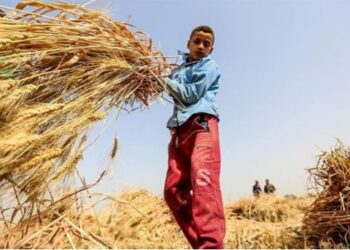 Çocuk işçi ölümlerinde korkunç tablo