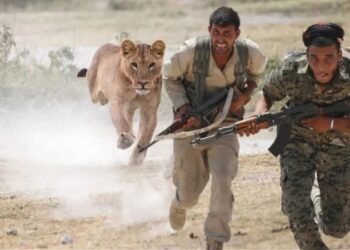 ‘Ava giderken avlandılar…’ Teröristler vahşi hayvanlara yem oldu!