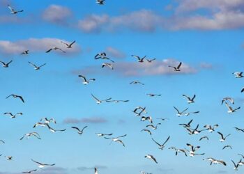 Edirne’de ‘katil martı’ paniği