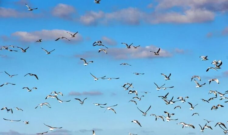 Edirne’de ‘katil martı’ paniği