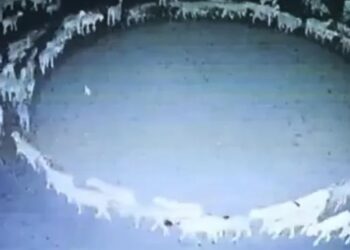 Koyunlar daire oluşturup 12 gün boyunca döndü