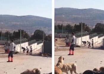 Konya’daki vahşetin ardından Tarım ve Orman Bakanlığı’ndan açıklama