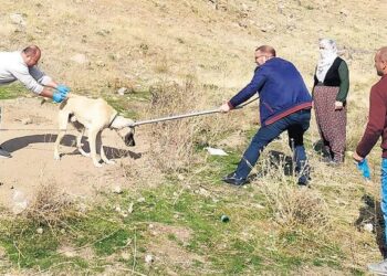 Kuduz vakaları: Risk artıyor mu, istatistikler ne?