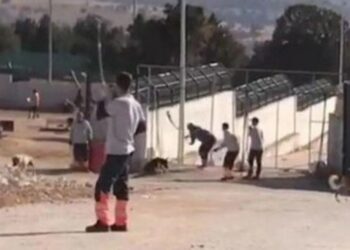 Hayvanları eziyet eden iki kişi tutuklandı