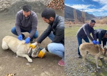 Ölen kedi kuduz çıktı, köy karantinaya alındı