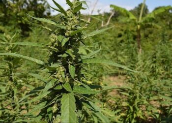 Kenevirden bina yaptılar