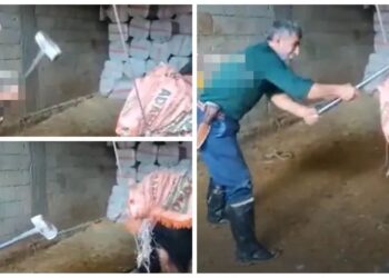 Boğayı balyozla başına vurarak öldürdü, gözaltına alındı