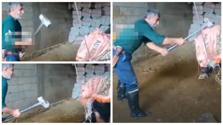 Boğayı balyozla başına vurarak öldürdü, gözaltına alındı