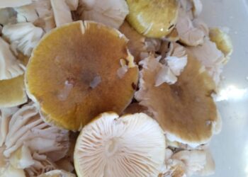 2 kişi öldü, 1 kişi ise komada! Yedikleri tabak dolusu zehrin fotoğrafı ortaya çıktı