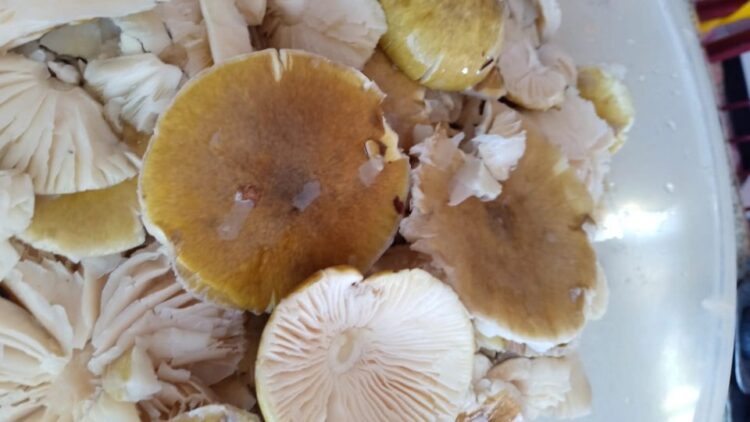 2 kişi öldü, 1 kişi ise komada! Yedikleri tabak dolusu zehrin fotoğrafı ortaya çıktı