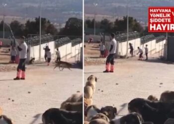 Erdoğan’ın örnek gösterdiği barınaktaki köpekleri kürekle katlediyorlar!