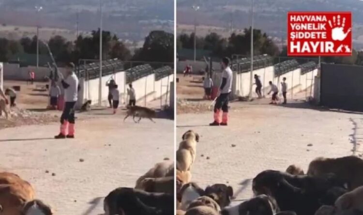 Erdoğan’ın örnek gösterdiği barınaktaki köpekleri kürekle katlediyorlar!
