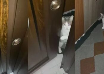 Anahtarını evde unuttu, kapıyı kedisine açtırdı