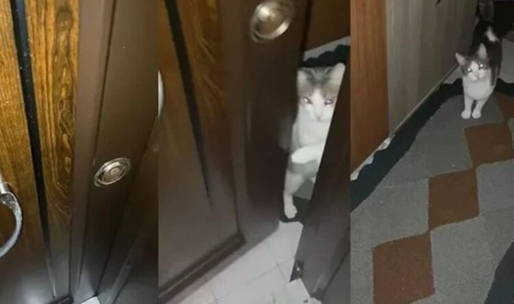 Anahtarını evde unuttu, kapıyı kedisine açtırdı