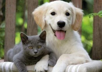 Kedi ve köpek sahipleri dikkat! Yasal süre doluyor