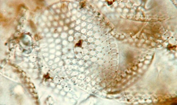 Bilim insanları uyardı! Binlerce ton ‘antik mikrop’ dünyaya yayılabilir