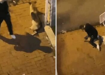 Sarıyer’de köpeği boğmaya çalışan saldırgan tutuklandı