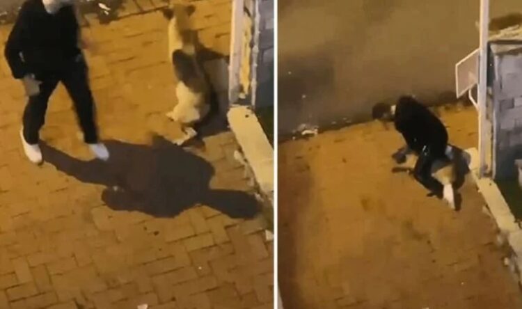Sarıyer’de köpeği boğmaya çalışan saldırgan tutuklandı