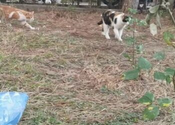 Yavru kedinin patisini kesip karnını parçaladılar