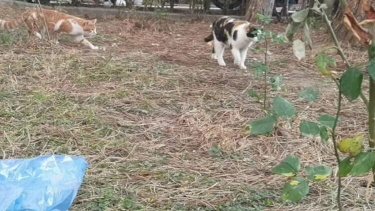 Yavru kedinin patisini kesip karnını parçaladılar