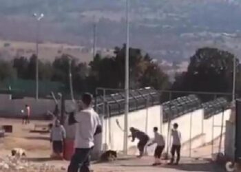 Konya’da köpekleri işkenceyle öldüren zanlıların ifadeleri ortaya çıktı