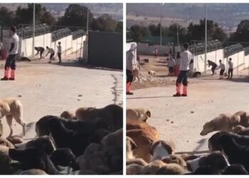 Konya’daki köpek katliamına ilişkin haberlere engelleme