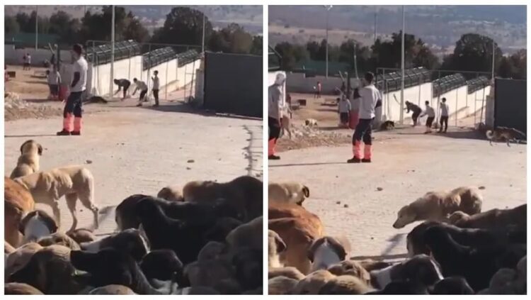 Konya’daki köpek katliamına ilişkin haberlere engelleme