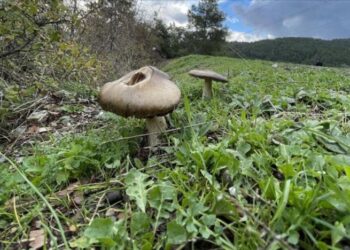 Aynı aileden 6 kişi mantardan zehirlendi: Hayati tehlikeleri sürüyor