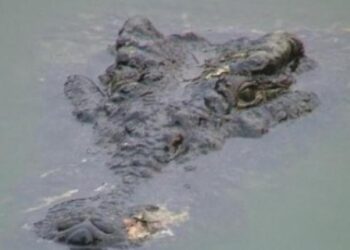 Timsah yakaladığı çocuğu annesinin gözü önünde yuttu