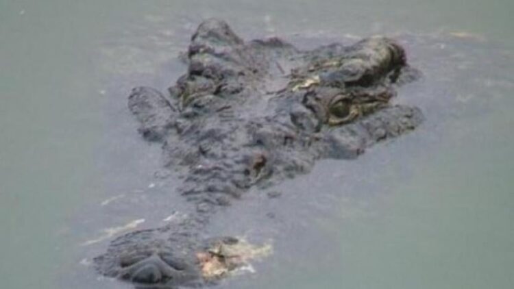 Timsah yakaladığı çocuğu annesinin gözü önünde yuttu