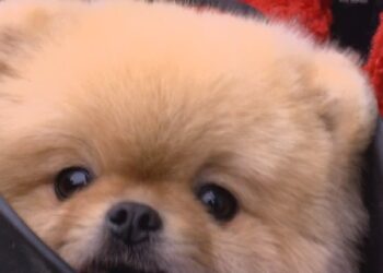 Çip uygulamasında son 2 gün